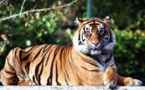 Coronavirus : un tigre d’un zoo de New York testé positif