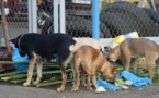 Keur Massar, Diamaguène, Sicap Mbao... Alerte aux chiens errants !