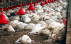 Décimation de la volaille à Kaolack: grippe aviaire ou canicule ?