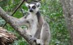 Madagascar: 15% des espèces de lémuriens sont en voie de disparition à cause de la pauvreté grandissante