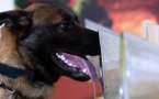 Des chiens dressés pour détecter les malades du Covid-19 : les 1ers résultats sont bluffants