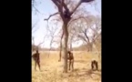 Trafic illicite de bois : les agents des eaux et forêts coupent un arbre pour interpeller un trafiquant (Vidéo)
