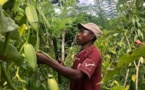 Vol de vanille verte en hausse avant l'ouverture de la récolte