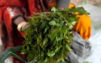 Coronavirus au Kenya: la filière du khat fortement touchée