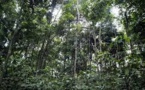 «L’Union européenne réduit son soutien au WWF, accusé de bafouer les droits des Pygmées au Congo»