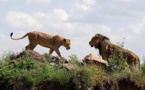 Le Kenya se lance dans les safaris virtuels pour soutenir le tourisme