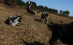 Madagascar: l’armée envoie des renforts contre les attaques de voleurs de bœufs