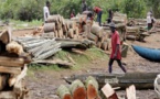 Commerce illégal de bois: le Sénégal, la Gambie et la Chine cités dans un scandale international