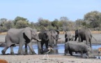 Plusieurs centaines d'éléphants morts mystérieusement au Botswana