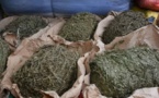 La Douane déniche 335 kg de chanvre indien dans un dépôt de paille d'arachide à Kounoune