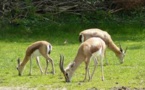 Niger: une quarantaine de gazelles dorcas tuées par des braconniers
