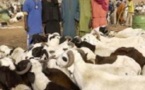 Tabaski 2012: Taxes et transport coûteux du bétail, sources de la cherté du mouton