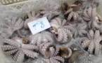 Repos biologique du poulpe au Sénégal : plus d’intérêts pour 10000 pêcheurs artisanaux au Sénégal