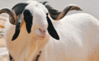 Tabaski 2020: pas encore le grand rush dans les forails de moutons à Dakar... les vendeurs se rabattent sur WhatsApp