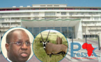 La députée Marème Soda Ndiaye porte la cause des gazelles Oryx à l'Assemblée nationale (Question écrite)