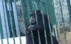 Mort de "King Kong », le chimpanzé vedette du parc de Hann"