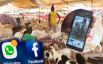 Opération Tabaski chez les éleveurs sénégalais: WhatsApp et Facebook pour supplanter les "Darals"? (Reportage vidéo)