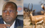 Affaire des Gazelles Oryx: choqué, le Forum Civil Section Ranerou interpelle l’ONU-Environnement et d’autres organisations internationales