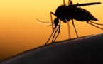 Paludisme : la région de Kaffrine enregistre 5.637 cas et 12 décès en 2019