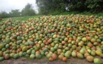 Conséquences de la pandémie du Covid-19 : Les exportations de mangues chutent de 40%