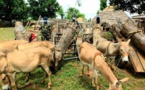 Vélingara: Saisi de bois de vène à bord de sept (7) charrettes, les trafiquants en fuite 