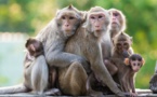 Un vaccin américain contre le Covid-19 donne des résultats prometteurs chez les singes
