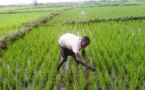 Riziculture au Sénégal: La production estimée à 1 155 337 tonnes pour la campagne 2019/2020
