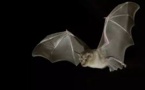 La chauve-souris au cœur des recherches sur le coronavirus au Zimbabwe