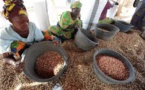 Secteur arachidier sénégalais: les agriculteurs se ruent vers les Chinois et leur argent, les huiliers agonisent