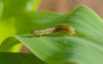 ​Louga : Des hectares de cultures dévorés par des chenilles