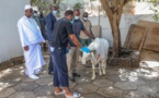 Indice d'extrême pauvreté au Sénégal: un responsable de BBY révèle comment la veille de la Tabaski des pères de famille ont bradé sur place les "moutons de Macky"