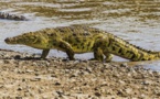 Guinée-Bissau: des crocodiles envahissent la capitale après des inondations