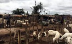 L'embargo de la Cédéao pénalise les éleveurs du Mali