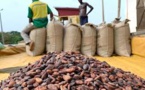 Le Ghana menacé de perdre son rang de numéro deux mondial du cacao