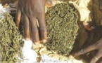 La douane annonce la saisie de cigarettes, de faux médicaments et du chanvre indien à Kaffrine et à Rosso