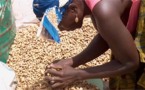 Commercialisation de l’arachide : Tek Tegui pour la fin des bons impayés