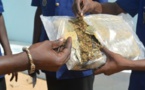 Thiès : 420 Kg de chanvre indiens saisis à la Pointe Sarène