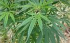 Trafic de chanvre indien: M.Ba cultivait l'herbe verte dans son domicile