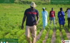 Vacances agricoles patriotiques : « Notre objectif est de pouvoir faire 2500 voire 4000 ha l’année prochaine » (Ousmane Sonko)