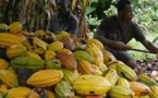 Côte d'Ivoire: le cacao de la discorde