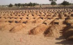 Diourbel: des porcs déterrent des corps dans au cimetière de Keur Goumack 