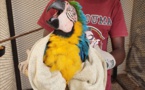 Crime de faune: un trafiquant de perroquets protégés interpellé à Thiaroye