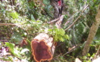 Nouvelle affaire de trafic de bois de rose à Madagascar