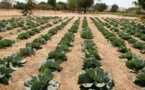 Alerte à Mboro : Cancer et autres maladies graves détectés dans le maraîchage