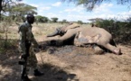 Kenya : des braconniers commettent le pire massacre d'éléphants