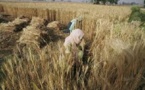 La Fao prévoit un record historique de la production céréalière