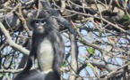 Le Popa langur, une nouvelle espèce de singe découverte en Birmanie