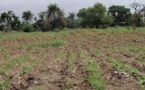 Agriculture : « Les chasseurs de terres fertiles », un danger pour l’agriculture paysanne sénégalaise
