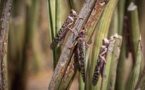 Riziculture de la Vallée: des rats et des criquets dévastent les champs