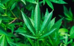 L'ONU déclasse le cannabis des drogues les plus dangereuses